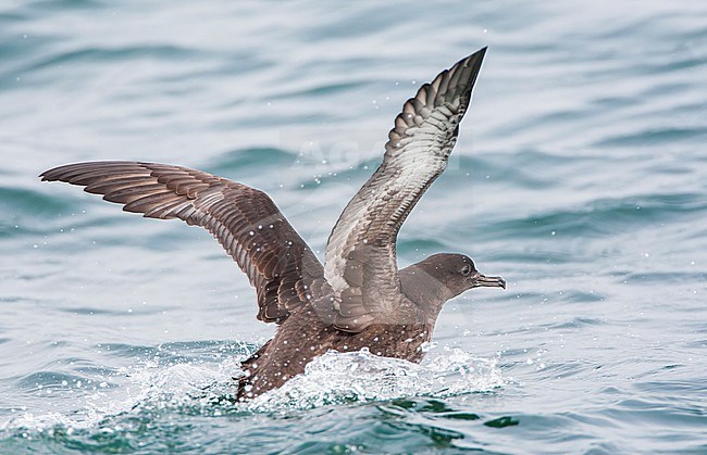 Sooty Shearwater (Puffinus griseus) during autumn migration off the California coast, USA. Formely known as Puffinus griseus. stock-image by Agami/Marc Guyt,