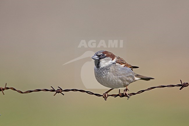 Man Huismus op prikkeldraad; Male House Sparrow on barbed wire stock-image by Agami/Rob Olivier,