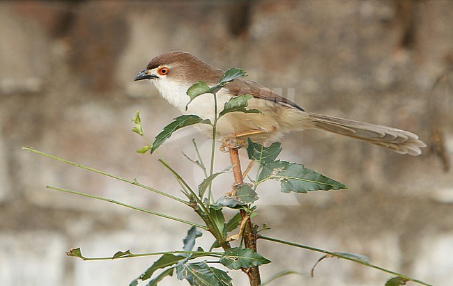 Yellow-eyed Babbler (Chrysomma sinense) at Khajuraho, india stock-image by Agami/Helge Sorensen,