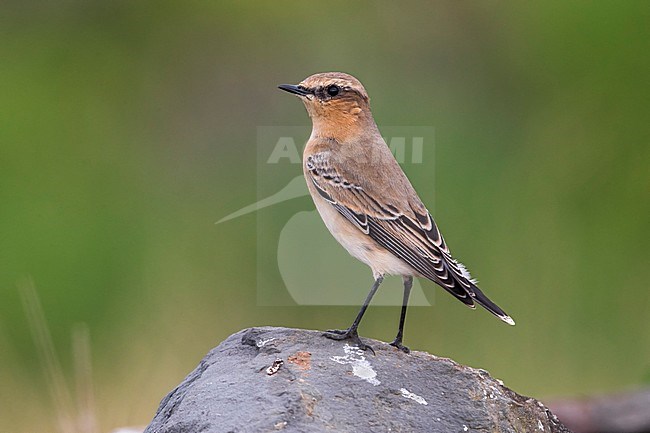 Groenlandse Tapuit; 'Greenland' Northern Wheatear stock-image by Agami/Daniele Occhiato,