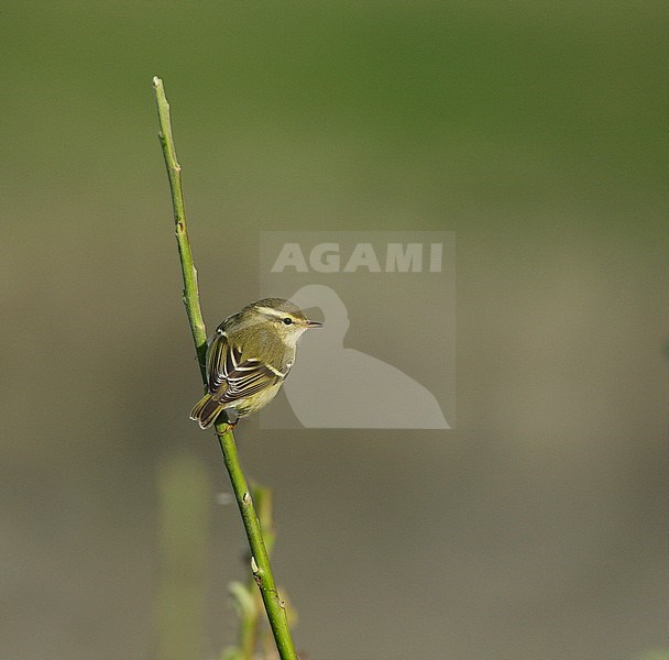 Yellow-browed Warbler (Phylloscopus inornatus) during autumn migration stock-image by Agami/Hugh Harrop,