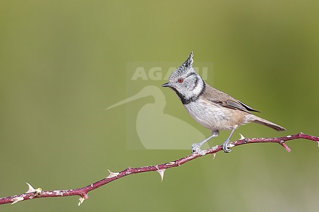 Crested Tit free on a Branch. stock-image by Agami/Onno Wildschut,