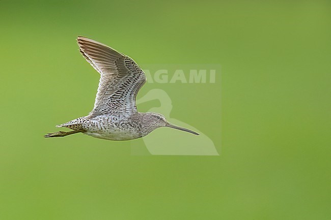 Adult non-breeding
Galveston Co., TX
April 2023 stock-image by Agami/Brian E Small,