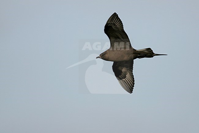 Kleine Jager in de vlucht; Parasitic Jaeger in flight stock-image by Agami/Menno van Duijn,