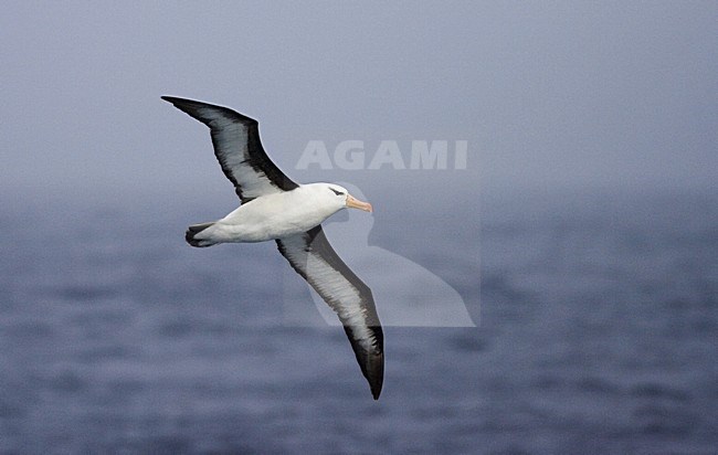 Volwassen Wenkbrauwalbatros vliegend boven de oceaan; Adult Black-browed Albatross flying above open ocean stock-image by Agami/Marc Guyt,