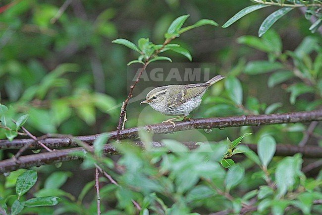 Gansu leaf warbler (Phylloscopus kansuensis) on Tibetan plateau, Qinghai, China. stock-image by Agami/James Eaton,