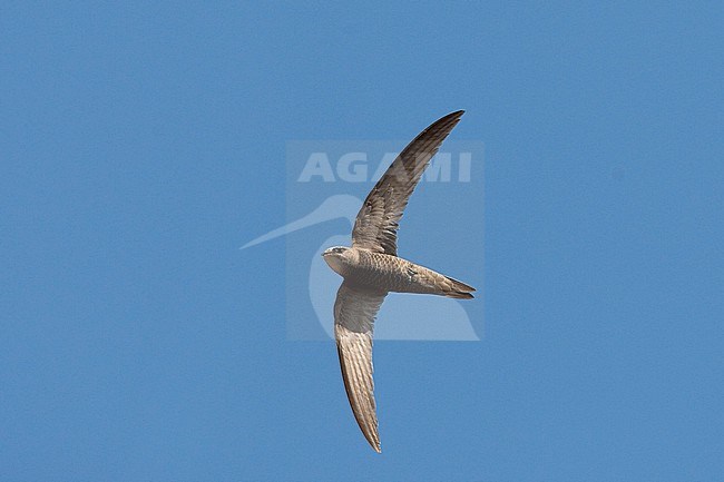 Pallid Swift (Apus pallidus ssp. brehmorum) in flight stock-image by Agami/Mathias Putze,