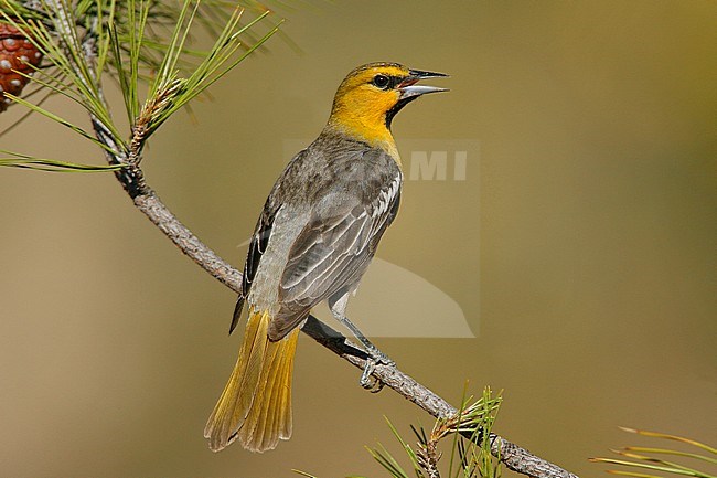 1st spring male
Kern Co., CA
May 2007 stock-image by Agami/Brian E Small,