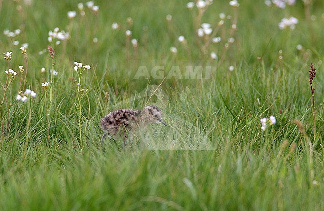 Eurasian Curlew (Numenius arquata arquata), small chick walking in meadow at Vomb, Sweden stock-image by Agami/Helge Sorensen,