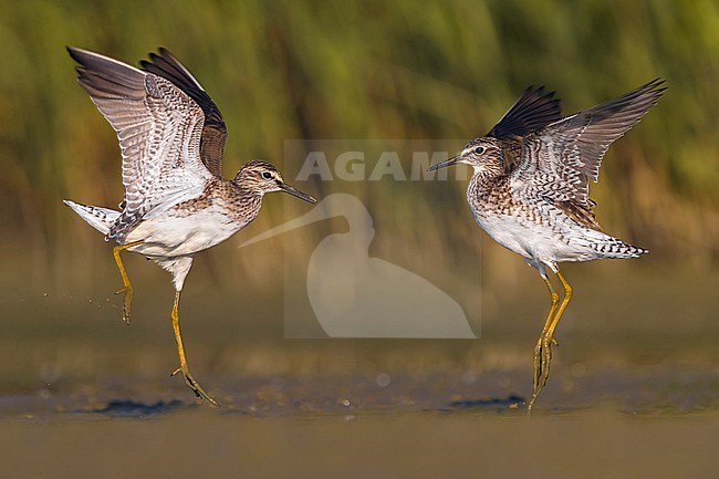 Two fighting Wood Sandpipers (Tringa glareola) during migration in Italy. Action in shallow water. stock-image by Agami/Daniele Occhiato,