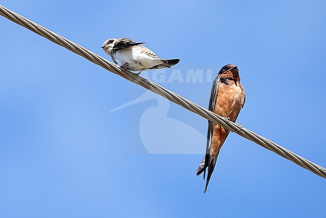 Pale Martin (Riparia diluta) during autumn migration in Mongolia. Showing rump. stock-image by Agami/Dani Lopez-Velasco,