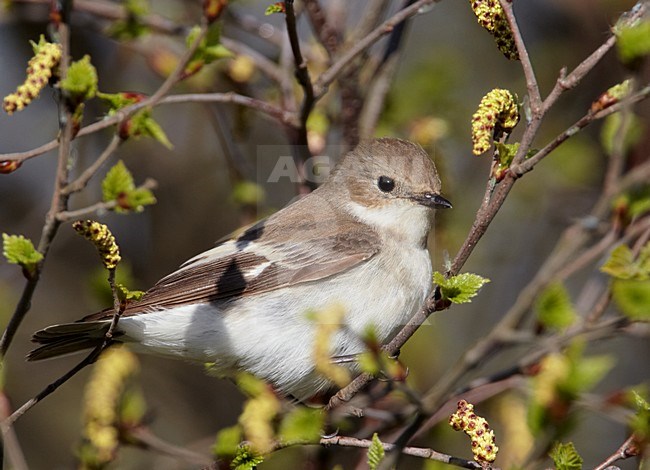 Vrouwtje Bonte Vliegenvanger in het voorjaar; Female Pied Flycatcher in spring stock-image by Agami/Markus Varesvuo,