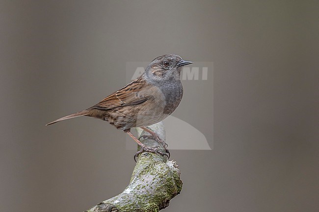 Adult probably male Common Dunnock (Prunella modularis modularis) perched on a branch in Brussels, Brabant, Belgium. stock-image by Agami/Vincent Legrand,