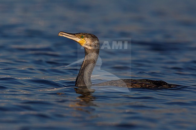 Cormorano; Great Cormorant; Phalacrocorax carbo sinensis stock-image by Agami/Daniele Occhiato,