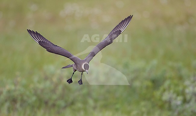 Arctic Skua (Stercorarius parasiticus) Norway July 2005 stock-image by Agami/Markus Varesvuo,