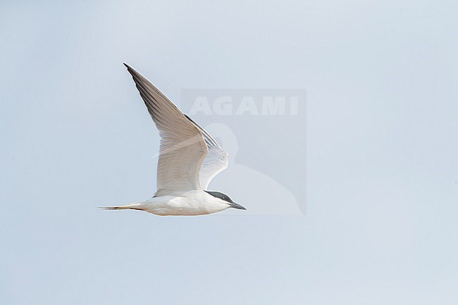 Flying adult summer Gull-billed Tern, Gelochelidon nilotica nilotica, in summer plumage in Spain. stock-image by Agami/Marc Guyt,