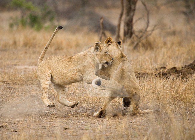 Vechtende jonge Afrikaanse Leeuwen; Fighting young African Lions stock-image by Agami/Marc Guyt,