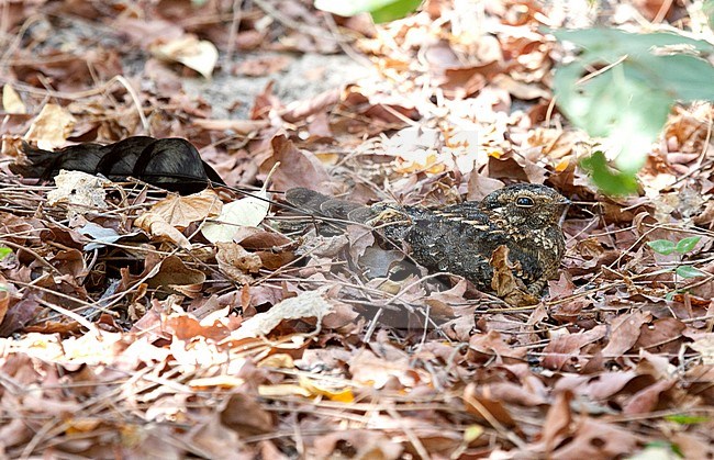 Viervleugelnachtzwaluw, Standard-winged Nightjar stock-image by Agami/Roy de Haas,