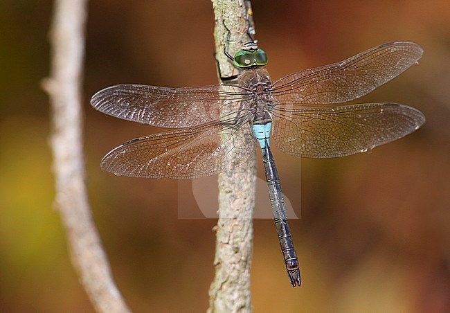 Imago Zuidelijke keizerlibel; Adult Lesser Emperor; stock-image by Agami/Fazal Sardar,