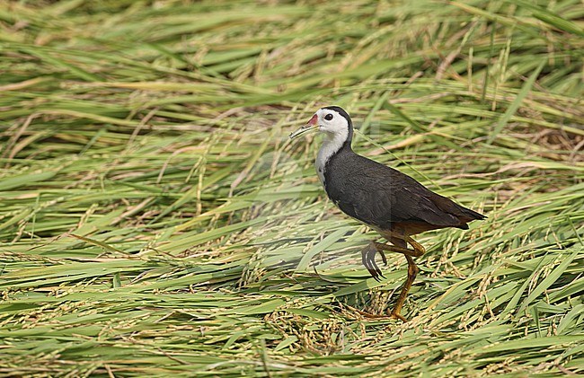 White-breasted Waterhen (Amaurornis phoenicurus) in wetlands in Thailand stock-image by Agami/Helge Sorensen,