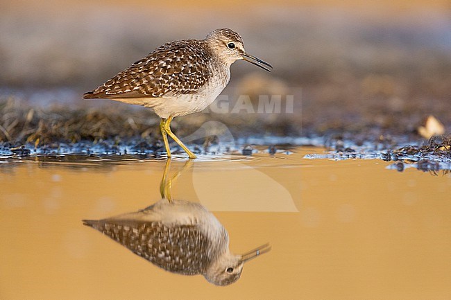 Wood Sandpiper (Tringa glareola), side view of an adult standing in the water, Campania, Italy stock-image by Agami/Saverio Gatto,