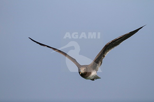 Sooty Gull - Hemprichmöwe - Larus hemprichii, Oman, 2nd cy stock-image by Agami/Ralph Martin,