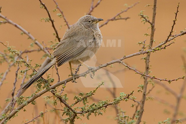 Arabische Babbelaar zittend op tak; Arabian Babbler perched on a twig stock-image by Agami/Daniele Occhiato,