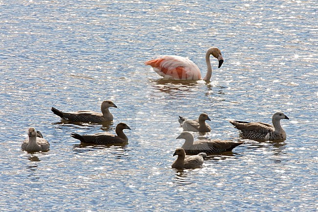 Wadende Chileense Flamingo; Wading Chilean Flamingo stock-image by Agami/Marc Guyt,