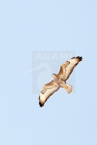 Steppe Buzzard (Buteo buteo vulpinus) on migration over the Eilat Mountains, near Eilat, Israel stock-image by Agami/Marc Guyt,