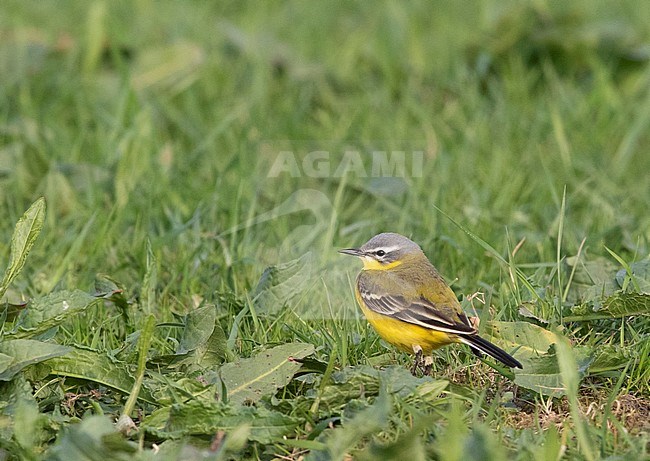 Adult male Channel wagtail (flava x flavissima intergrade) standing in a meadow near Deventer in the Netherlands. stock-image by Agami/Edwin Winkel,