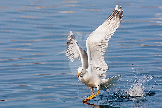 Adult Yellow-legged Gull (Larus michahellis michahellis) catching small fish in the harbour of Molivos on Lesvos, Greece. stock-image by Agami/Marc Guyt,