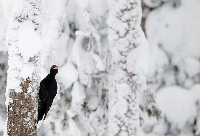 Zwarte Specht op een besneeuwde boom, Black Woodpecker on a snow covered tree stock-image by Agami/Markus Varesvuo,