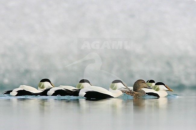 Groep Eiders zwemmend tussen ijsschotsen; Common Eiders swimming amongst drift ice stock-image by Agami/Menno van Duijn,