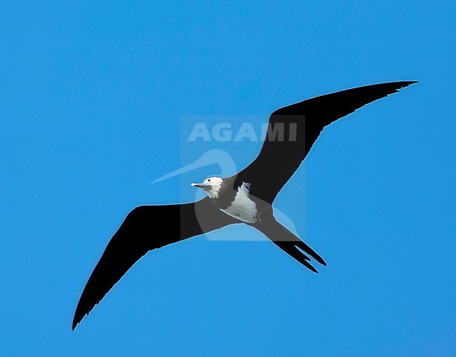 Immature Ascension Frigatebird (Fregata aquila) flying against a blue sky as a background in Ascension island. stock-image by Agami/Marc Guyt,