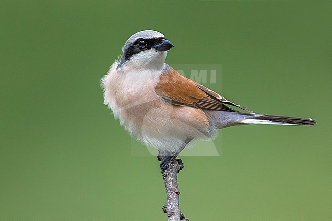 Grauwe Klauwier; Red-backed Shrike; Lanius collurio stock-image by Agami/Daniele Occhiato,