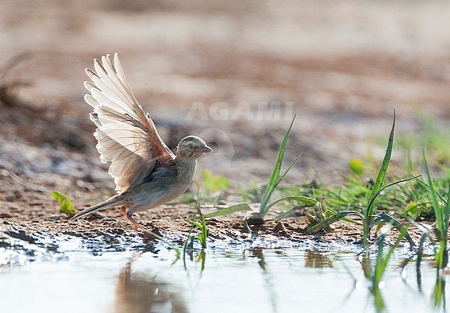 Short-toed Lark (Calandrella brachydactyla brachydactyla) taking off from a drinking pool in the Spanish steppes. stock-image by Agami/Marc Guyt,