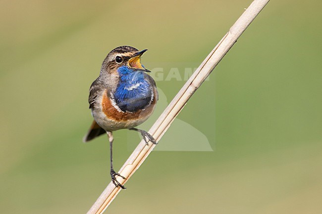 Bluethroat - Blaukehlchen - Cyanecula svecica ssp. cyanecula, Germany, adult male stock-image by Agami/Ralph Martin,