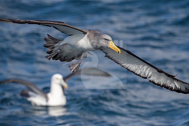 Adult Chatham Albatross (Thalassarche eremita) at sea off the Chatham Islands in New Zealand. In flight with White-capped Albatross in the background. stock-image by Agami/Marc Guyt,