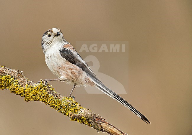 Long-tailed Tit (Aegithalos caudatus) in northern Italy stock-image by Agami/Alain Ghignone,