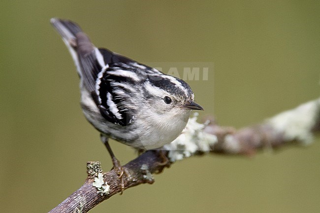 Adult female breeding 
Galveston Co., TX 
April 2005 stock-image by Agami/Brian E Small,