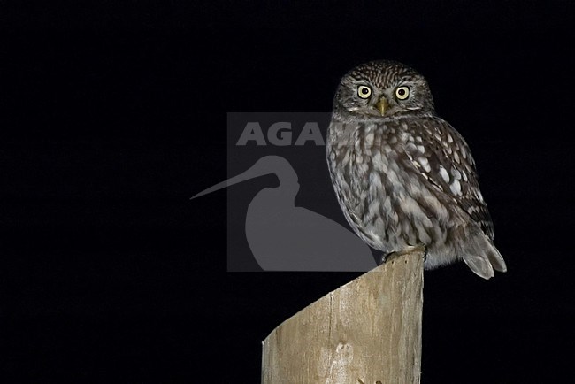 Little Owl perched, Steenuil zittend stock-image by Agami/Han Bouwmeester,