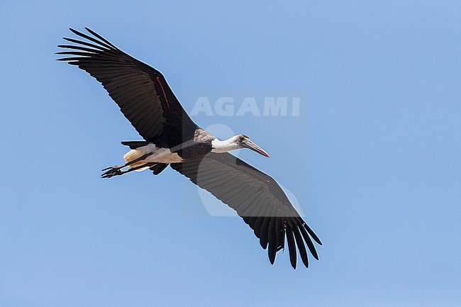 African Woolly-necked Stork (Ciconia microscelis), adult in flight seen from below, Mpumalanga, South Africa. stock-image by Agami/Saverio Gatto,