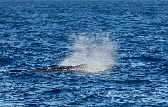 Noordse vinvis, Sei whale stock-image by Agami/Menno van Duijn,