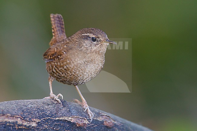 Adult
King Co., WA
January 2013 stock-image by Agami/Brian E Small,