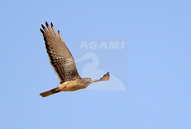 Grasshopper Buzzard, Butastur rufipennis, in West Africa. stock-image by Agami/Dani Lopez-Velasco,