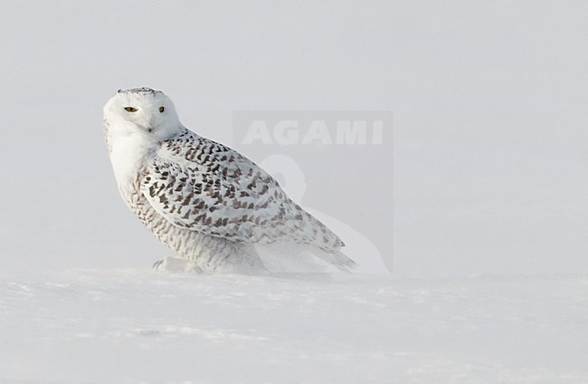 Snowy Owl (Nyctea scandiaca)Canada January 2010 stock-image by Agami/Markus Varesvuo,