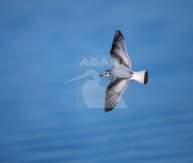 Dwergmeeuw, Little Gull, Hydrocoloeus minutus stock-image by Agami/Mike Danzenbaker,