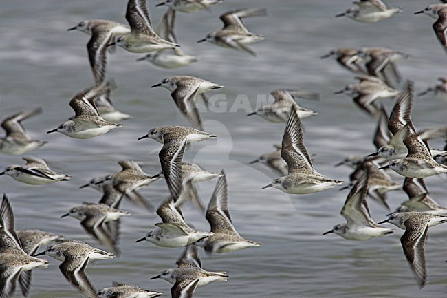 Drieteenstrandlopers in vlucht; Sanderlings in flight stock-image by Agami/Menno van Duijn,