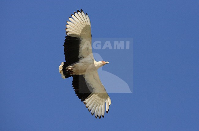 Palmgier in de vlucht; Palm-nut Vulture in flight stock-image by Agami/Jacques van der Neut,