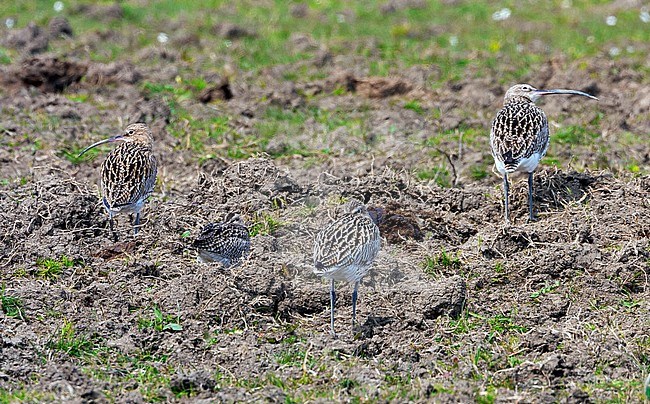 Eurasian Curlew (Numenius arquata) and Eurasian Whimbrel (Numenius phaeopus), small flock standing on a dry terrain stock-image by Agami/Saverio Gatto,